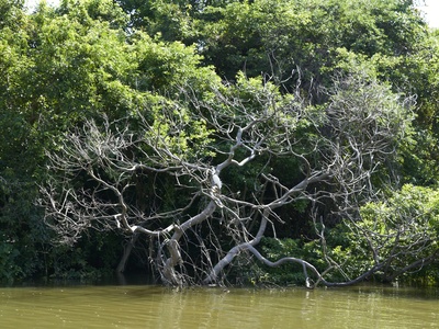 Large‑leafed mangrove