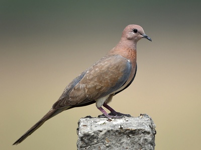 Laughing Dove
