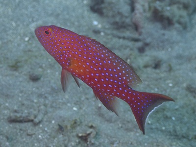 Leopard coral grouper