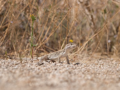 Leopard lizard