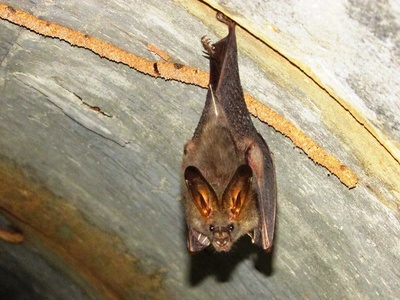 Lesser false vampire bat