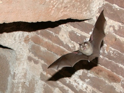 Lesser horseshoe bat