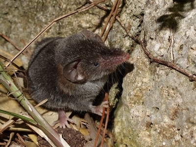 Lesser white-toothed shrew