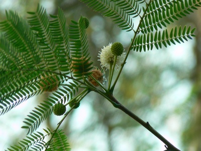 Leucaena (lead tree)