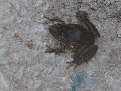Levant water frog