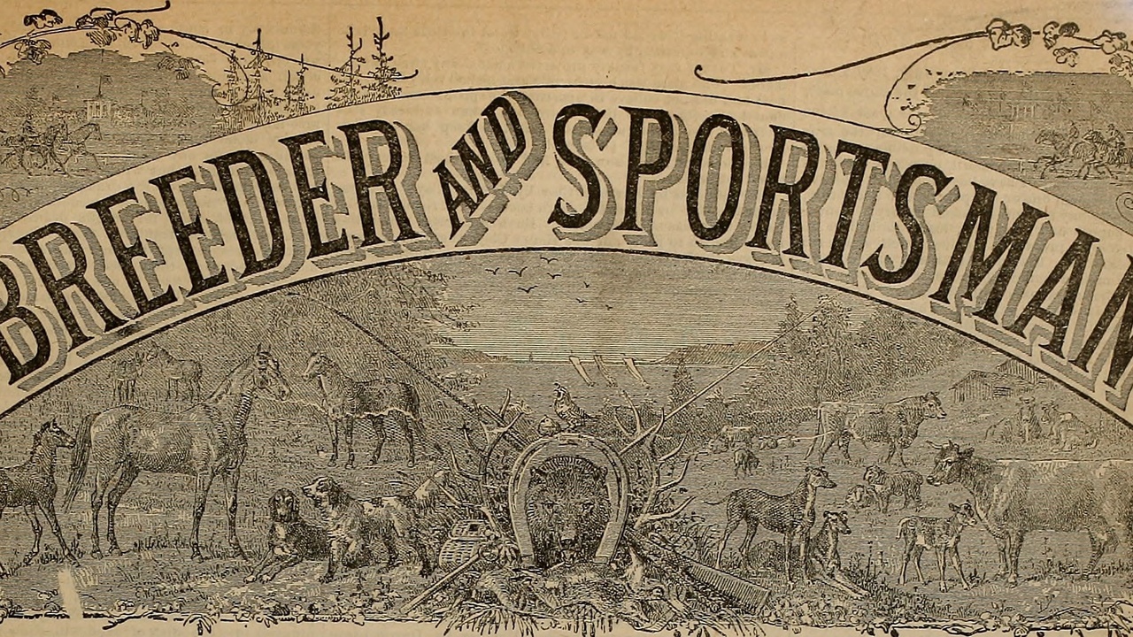 Light-colored and low-undercoat cats relaxing in shaded area