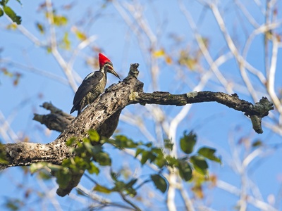 Lineated Woodpecker