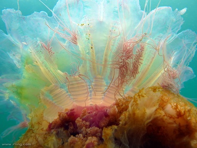 Lion's mane jellyfish