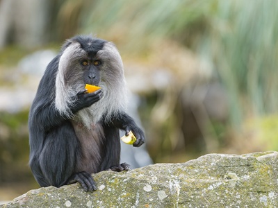 Lion-tailed macaque