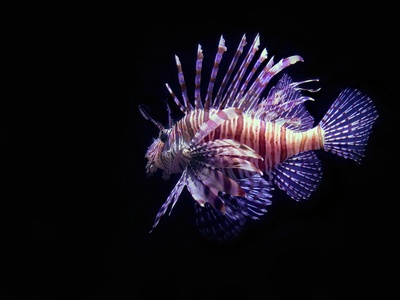 Lionfish (invasive)