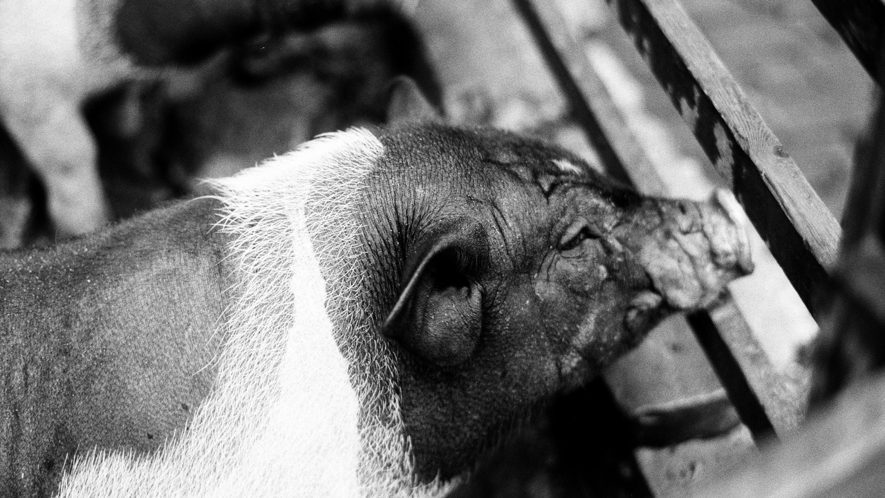 Illustration of pigs from classic literary works including Animal Farm and Charlotte's Web