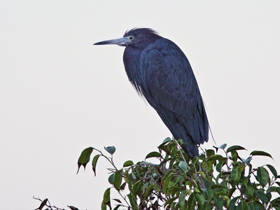 Little Blue Heron