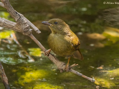 Little Greenbul