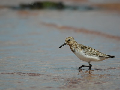 Little stint