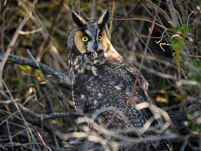 Long-eared owl