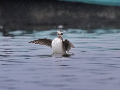 Long-tailed duck