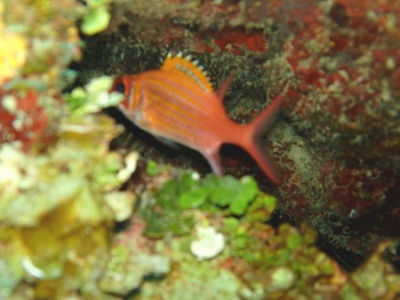 Longjaw Squirrelfish