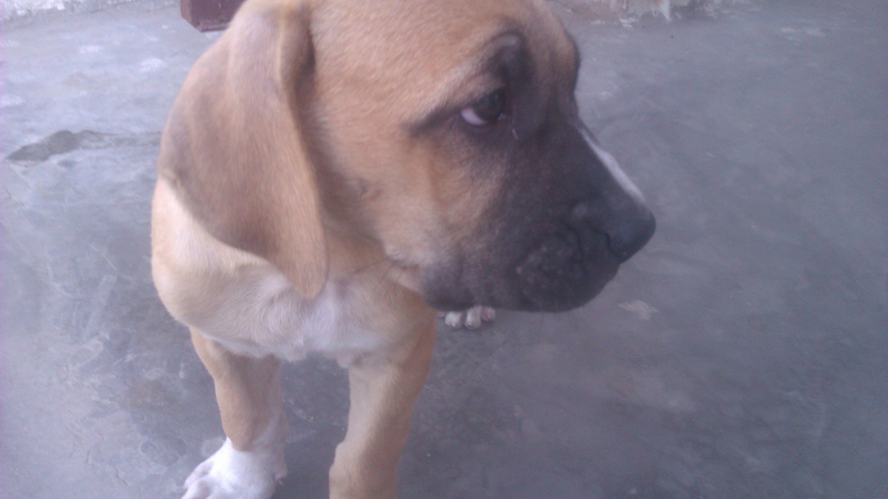 Low-maintenance dog resting outdoors.