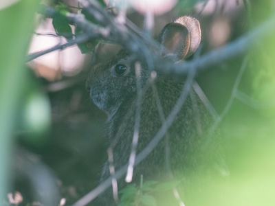 Lower Keys marsh rabbit