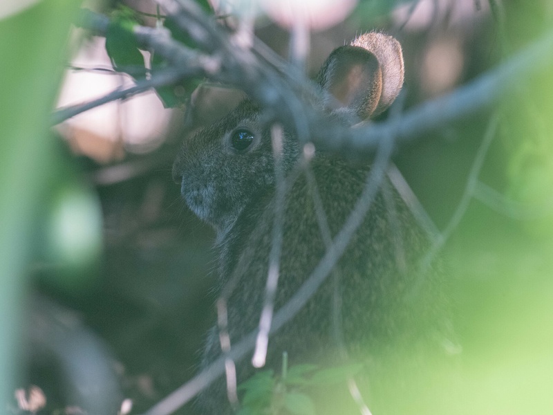 Endangered Species in the Everglades: The Complete List - Flora Fauna Fun
