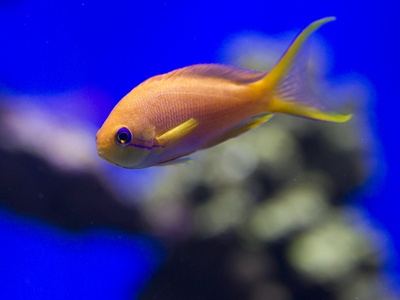 Lyretail Anthias