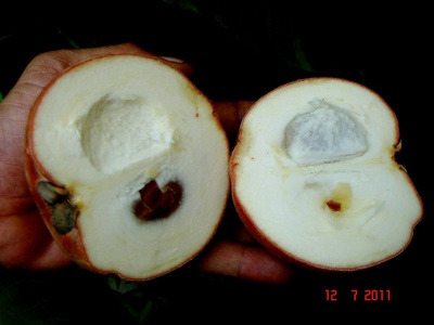 Mabolo (Velvet apple)