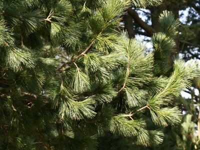 Macedonian pine
