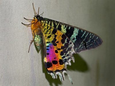 Madagascan sunset moth