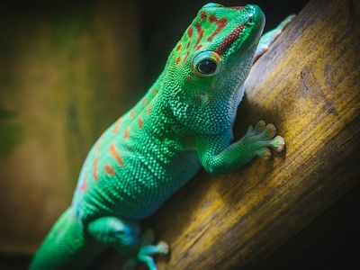 Madagascar giant day gecko