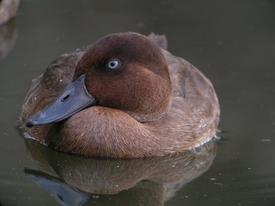 Madagascar pochard