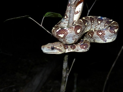 Madagascar tree boa