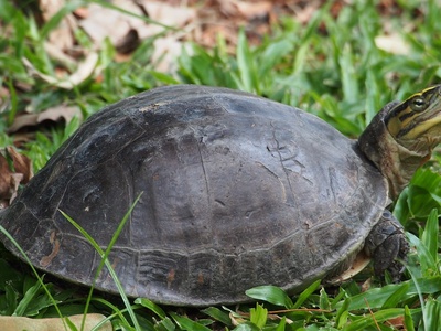 Malayan box turtle