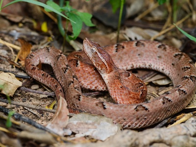 Malayan pit viper