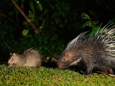 Malayan porcupine