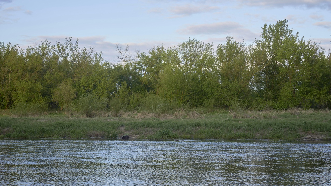 Roe deer at dawn on a Moldovan meadow near a riparian wood