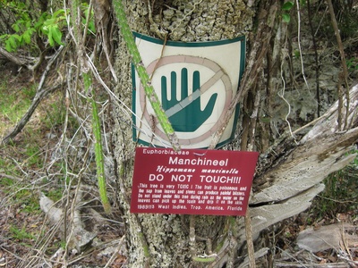 Manchineel