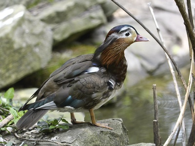Mandarin Duck