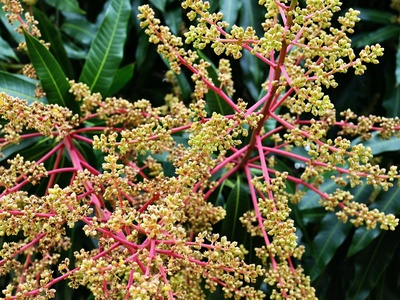 Mango blossom