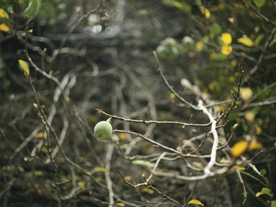 Mangrove apple