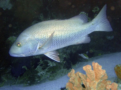 Mangrove jack