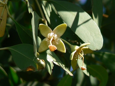 Mangrove mangrove apple
