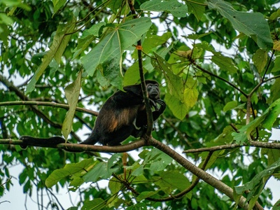 Mantled howler