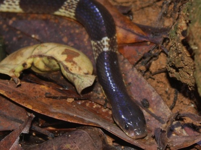 Many-banded krait