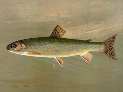 Marble trout