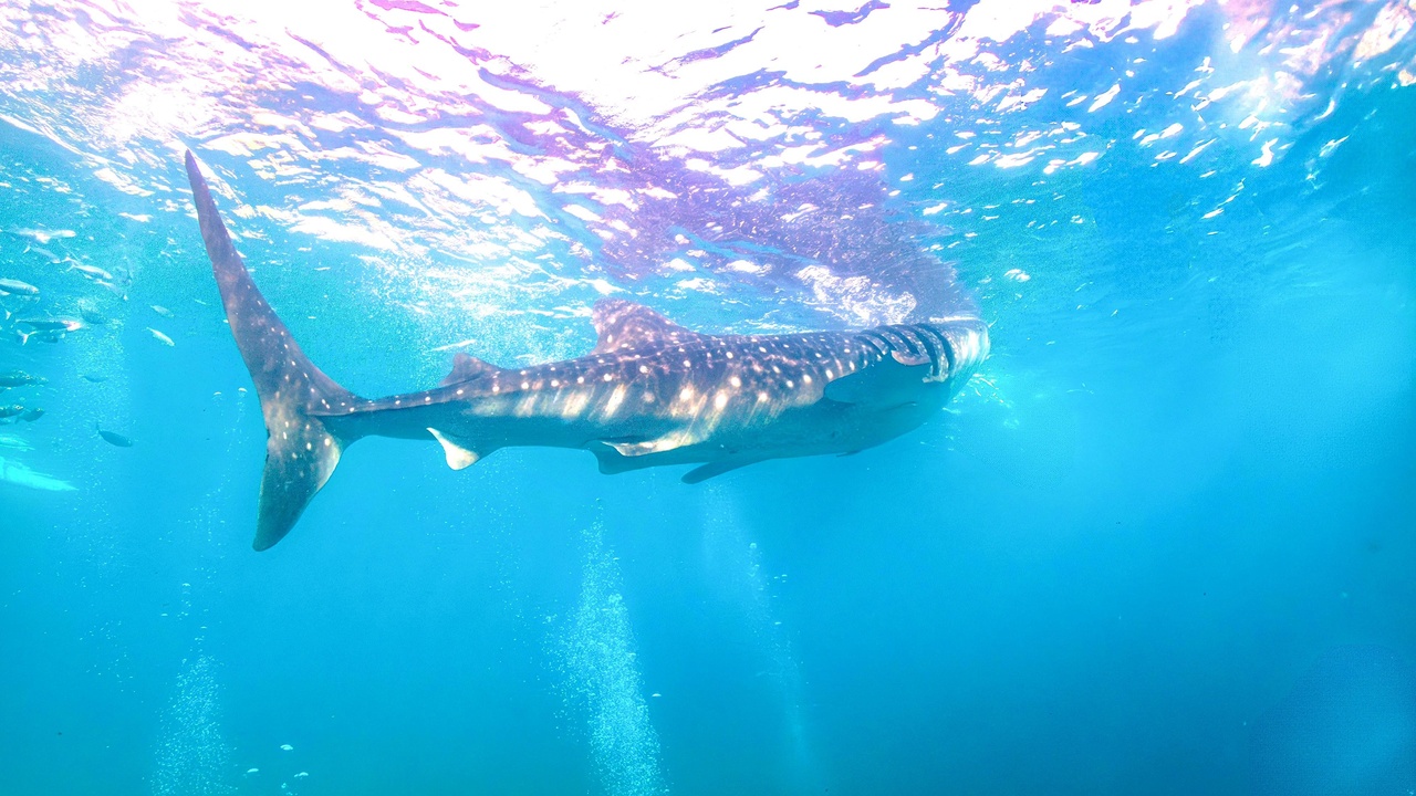 A whale shark near the surface, a dugong grazing on seagrass and a hawksbill turtle emerging on a beach to nest