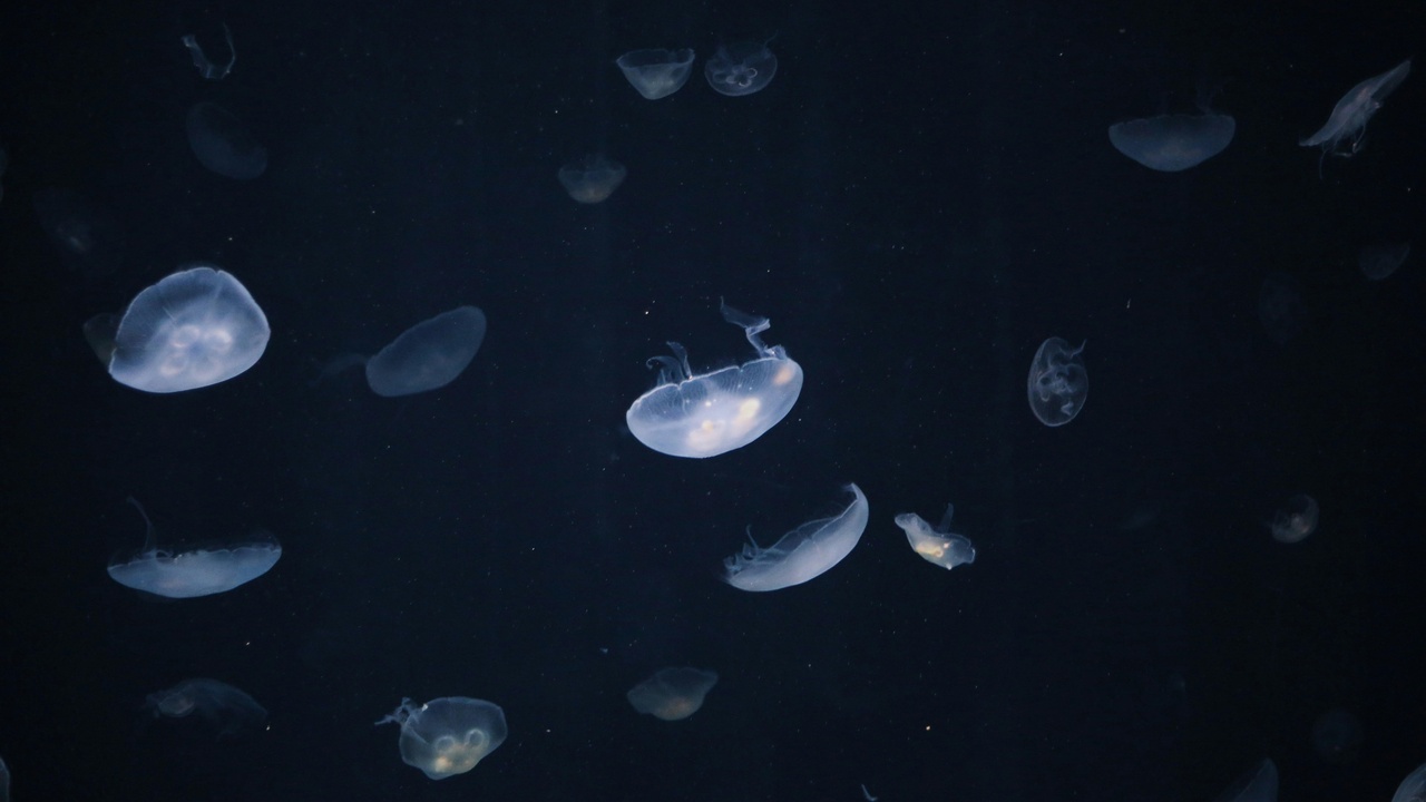 Aerial view of Japan’s coastline with a whale breaching and a fishing boat near shore, representing marine and coastal life.