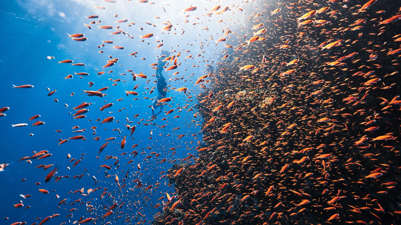 Green sea turtle swimming over a Red Sea reef