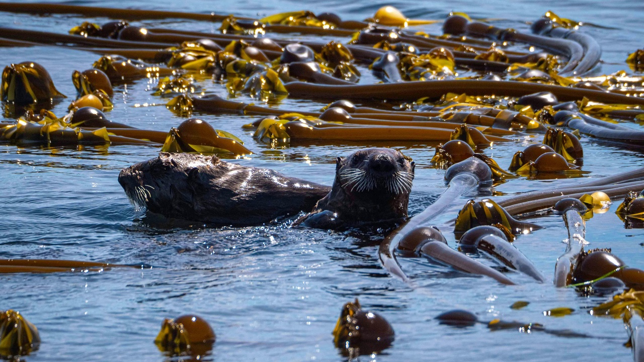 Sea otter in a kelp forest along the Pacific coast