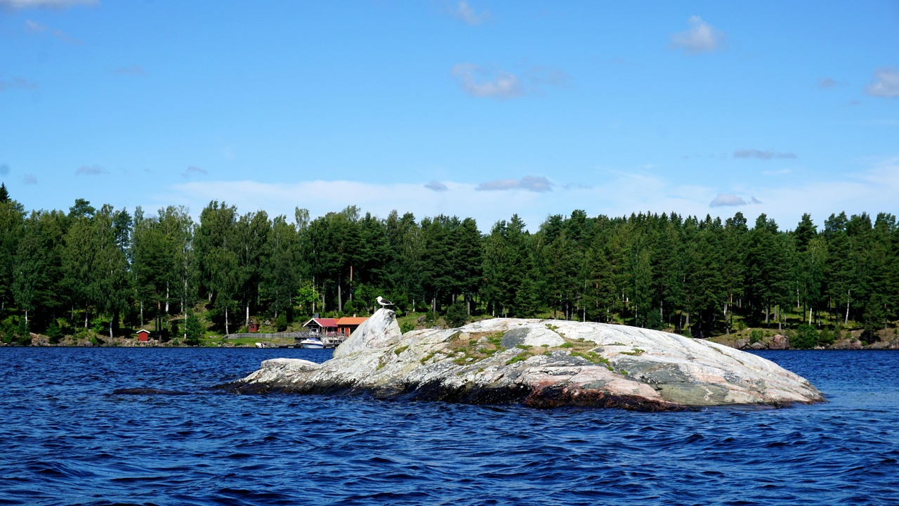 Swedish coastal and river wildlife including seals and salmon