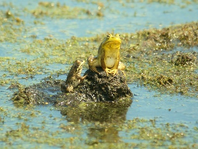 Marsh frog